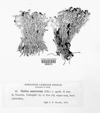 Cladonia amaurocraea image